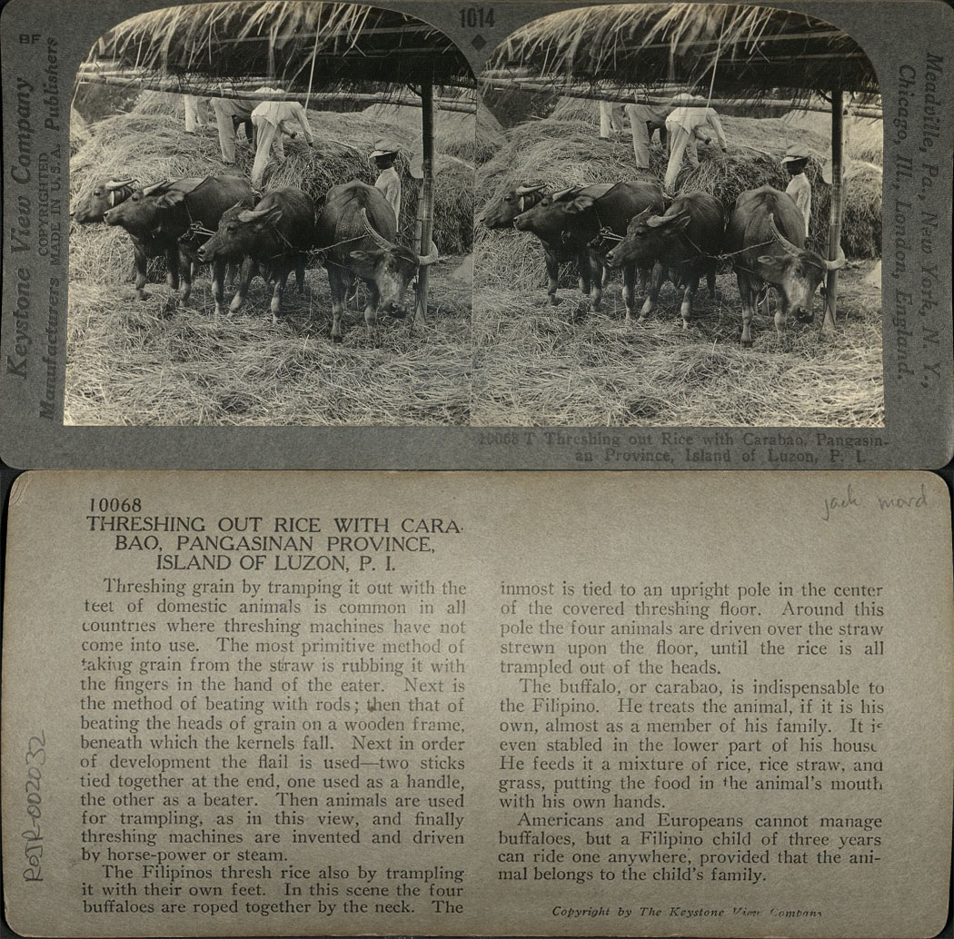 Threshing out Rice with Carabao, Pangasinan Province, Island of Luzon, P. I.
